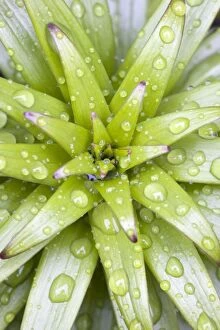 Lily Leaves - Emerging leaves with rain drops