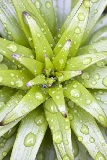 Rain Prints: Lily Leaves - Emerging leaves with rain drops Norfolk UK