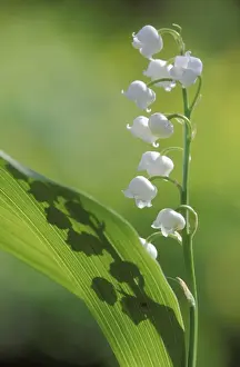 Shadows Prints: Lily-of-the-valley