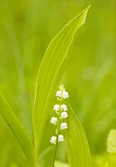 Images Dated 31st May 2010: Lily-of-the-Valley - Estonia