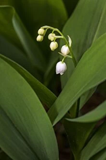 Lilies Gallery: Lily of the Valley