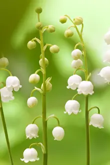 Lily of the Valley