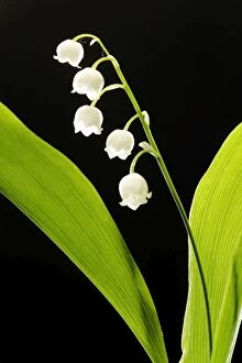 Images Dated 6th May 2004: Lily of the Valley