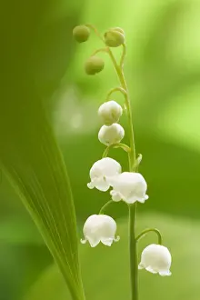 Lily Prints: Lily of the Valley