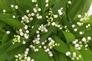 Lily Collection: Lily of the Valley