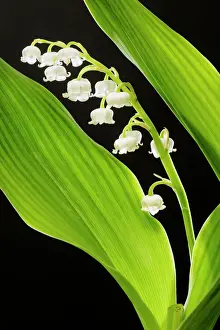 Lily of the Valley