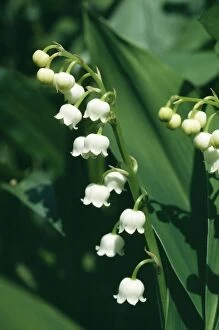 Images Dated 7th May 2004: Lily of the Valley