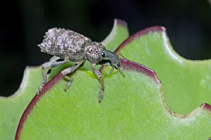 Destruction Prints: Lily Weevil - feeding on leaves of Pig's Ears (Cotyledon orbiculata) - Grahamstown