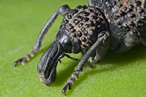 Beetles Prints: Lily Weevil - ground dwelling beetle feeding on foliage of various plants including Aloes - Endemic to Eastern Cape