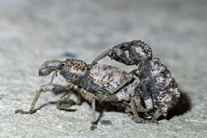 Images Dated 3rd April 2008: Lily weevils mating. Ground dwelling beetle, feeding on foliage of various plants, including aloes