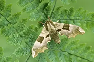 Hawkmoth Prints: Lime Hawk-moth