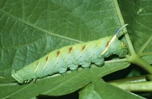 Lime Hawk Moth - Larva