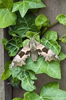 Images Dated 7th June 2010: Lime Hawkmoth - on ivy leaves