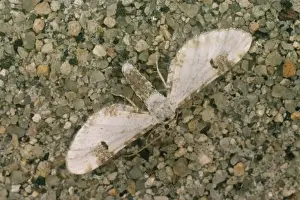 Moths Prints: Lime-Specked Pug Moth DWG 118 Eupithecia centaureata © D