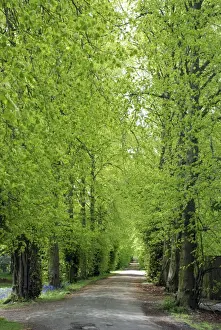 Avenue Prints: Lime Tree avenue in Spring, Hopetoun House, Scotland