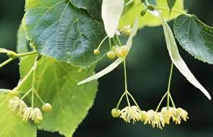 Lime Prints: Lime Tree - blooming