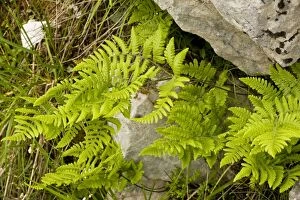 Images Dated 26th May 2008: Limestone fern (Gymnocarpium robertianum - formerly Thelypteris robertiana)