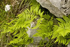 Calcicole Prints: Limestone fern (Gymnocarpium robertianum - formerly Thelypteris robertiana) in crevice in limestone