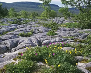 Cranesbill Prints: Limestone Pavement Bloody Cranesbill, Scar Close NNR. Yorkshire Dales National Park