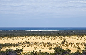 Images Dated 4th November 2009: Limestone pillars in the Pinnacle Desert