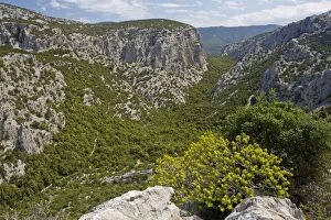 Limestone Supramonte Mountains with Tree Spurge
