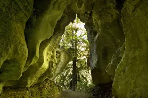 Tunnel Prints: Limestone Tunnel a narrow path leads through a cave-like tunnel of limestone Ruakuri Bush and Scenic Reserve