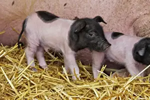 Limousin Prints: Limousin Pig - piglet four days old. Originated West Massif Central. France