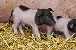 Images Dated 7th July 2006: Limousin Pig - piglet four days old. Originated West Massif Central. France