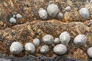 Lands End Prints: Limpets - on granite rock at Sennen Cove - Land's End - Cornwall - UK