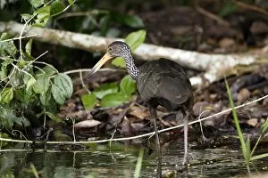 Images Dated 11th September 2006: limpkin