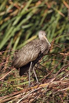 Images Dated 3rd January 2008: Limpkin - Central Florida - USA - January