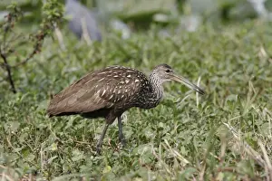 Limpkins Prints: Limpkin Lake Kissimmee, Florida, USA
