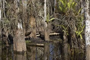 Limpkin - in swamp cypress habitat