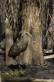 Images Dated 26th October 2005: Limpkin - in swamp cypress habitat Everglades National Park, florida, USA BI000966