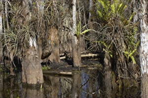 Images Dated 26th October 2005: Limpkin - in swamp cypress habitat Everglades National Park, florida, USA BI000968