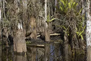 Limpkin - in swamp cypress habitat Everglades National Park, florida, USA BI000968
