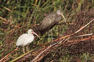 Florida Prints: Limpkin and White Ibis - Central Florida - USA - January