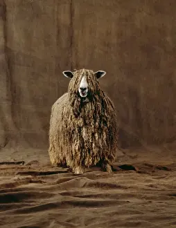 Lincoln Longwool Sheep