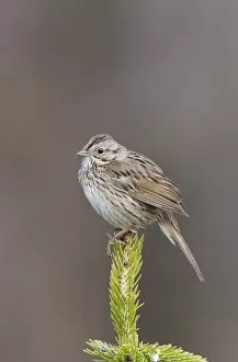 Images Dated 1st July 2010: Lincoln's Sparrow - on breeding territory in early summer