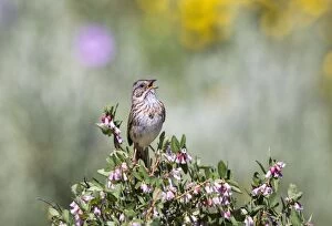 Images Dated 1st July 2013: Lincoln's Sparrow - singing