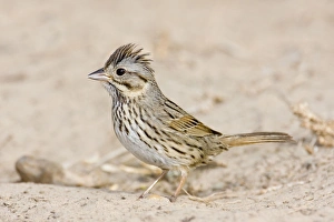 Images Dated 26th March 2008: Lincoln's Sparrow South Texas in March