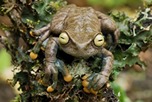 Images Dated 21st September 2007: Linda's Treefrog - Colon - Departamento Putumayo - Colombia