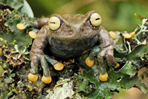 Images Dated 21st September 2007: Linda's Treefrog - Colon - Departamento Putumayo - Colombia