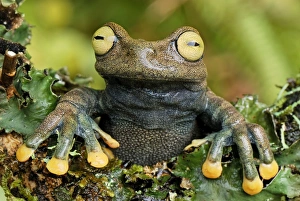 Images Dated 21st September 2007: Linda's Treefrog - Colon - Departamento Putumayo - Colombia