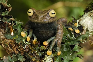 Images Dated 21st September 2007: Linda's Treefrog - ColUn - Depart - Putumayo - Colombia