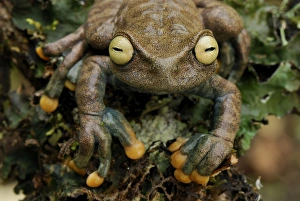Images Dated 21st September 2007: Linda's Treefrog - ColUn - Depart - Putumayo - Colombia