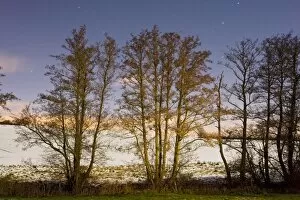 Alder Gallery: Line of Alder trees - in snowy weather - at night