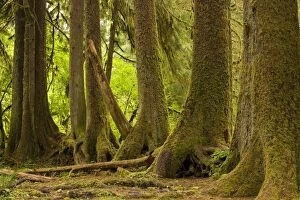 Line of conifers that have grown on a fallen nurse tree in temperate rain forest