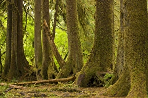 Images Dated 2nd August 2008: Line of conifers that have grown on a fallen nurse tree in temperate rain forest