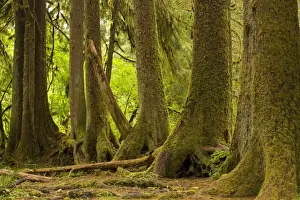 Rainfall Prints: Line of conifers that have grown on a fallen nurse tree in temperate rain forest